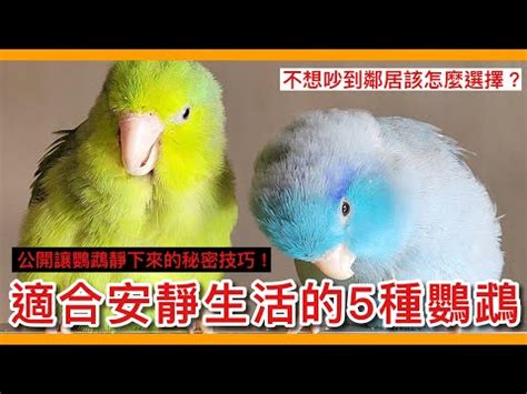 可以養的鳥|十大最受歡迎的寵物鳥，漂亮粘人又好養